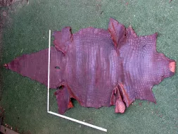 A-10-Crocodile-3200x1000mm.webp