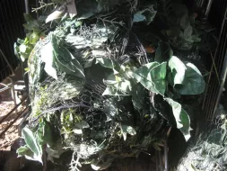 Camo-1.webp