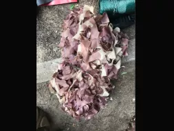 Camo-17.webp