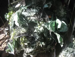 Camo-2.webp