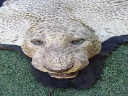 Leopard-Rug-HS.webp